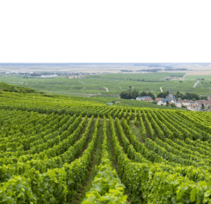 Côte des Blancs Champagne